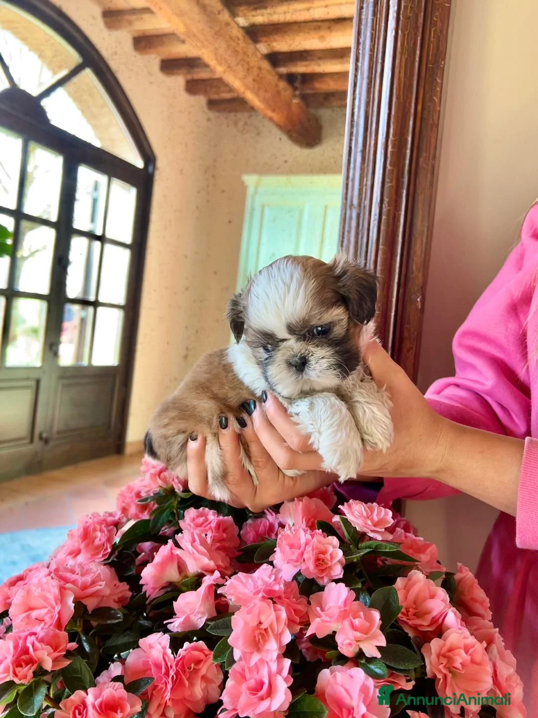 Shih Tzu cani in vendita: SHIHTZU CUCCIOLI a Provincia di Modena - Annuncio 3