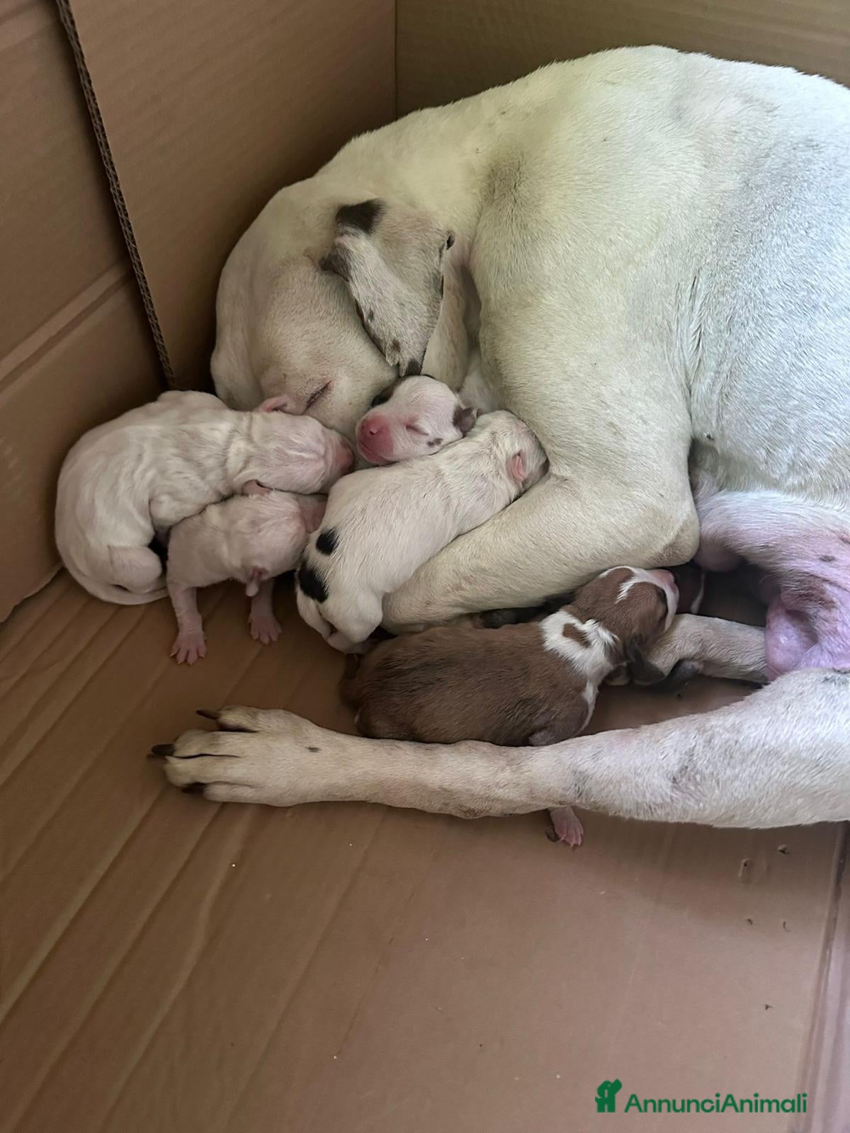 American Staffordshire cani Cuccioli di American Staffordshire Terrier  - Annuncio 1