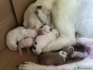 American Staffordshire cani Cuccioli di American Staffordshire Terrier - Annuncio 10