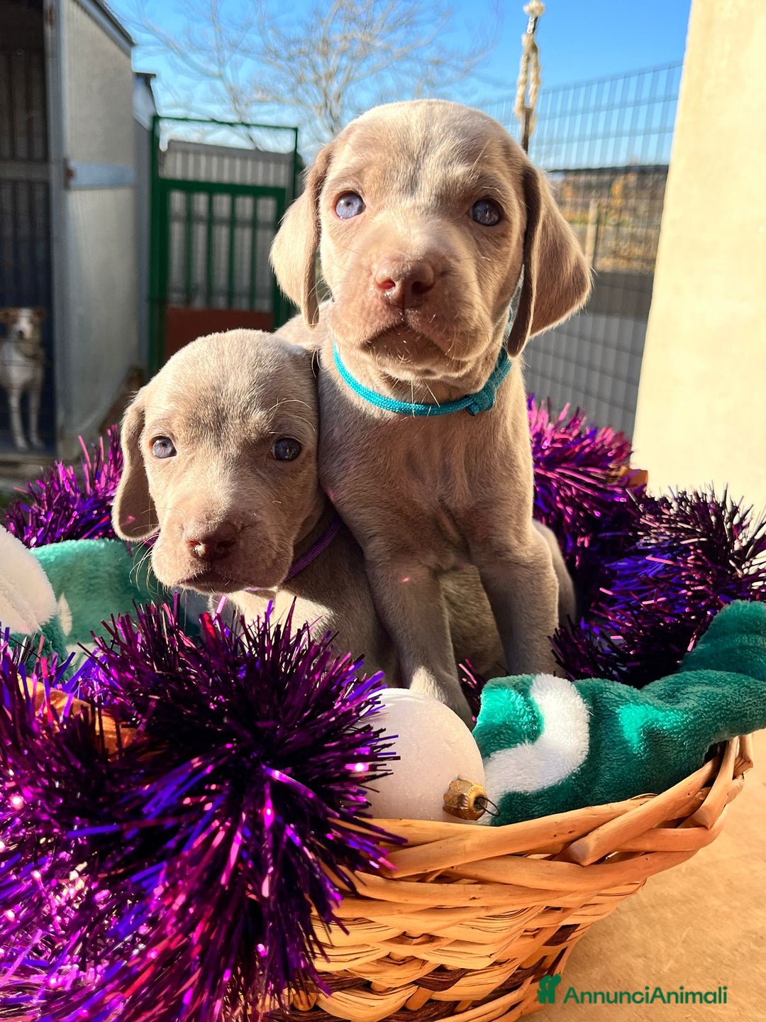 Weimaraner cani in vendita: Cuccioli weimaraner  - Annuncio 7