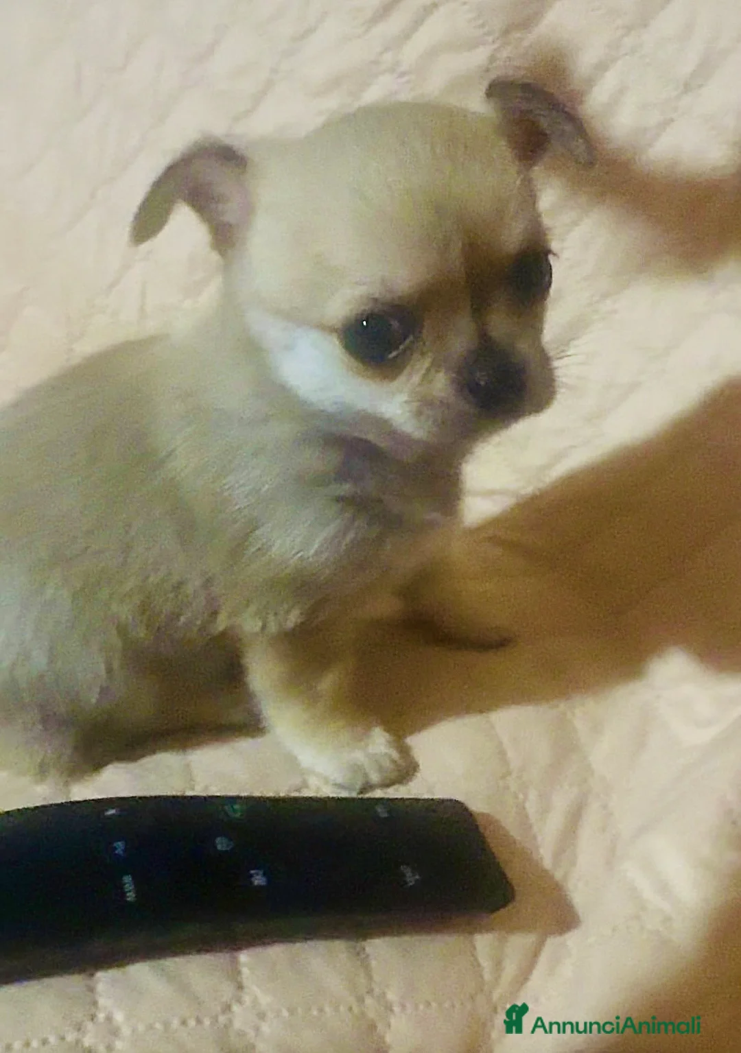 Chihuahua cani in vendita: Cucciola di chihuahua pelo corto pedigree ENCI  - Annuncio 7