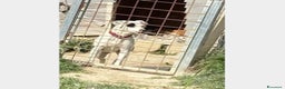 Meticcio cani in regalo: Molossina 4anni kg 17 aspetta casa AGRIGENTO a Milano - Annuncio 3
