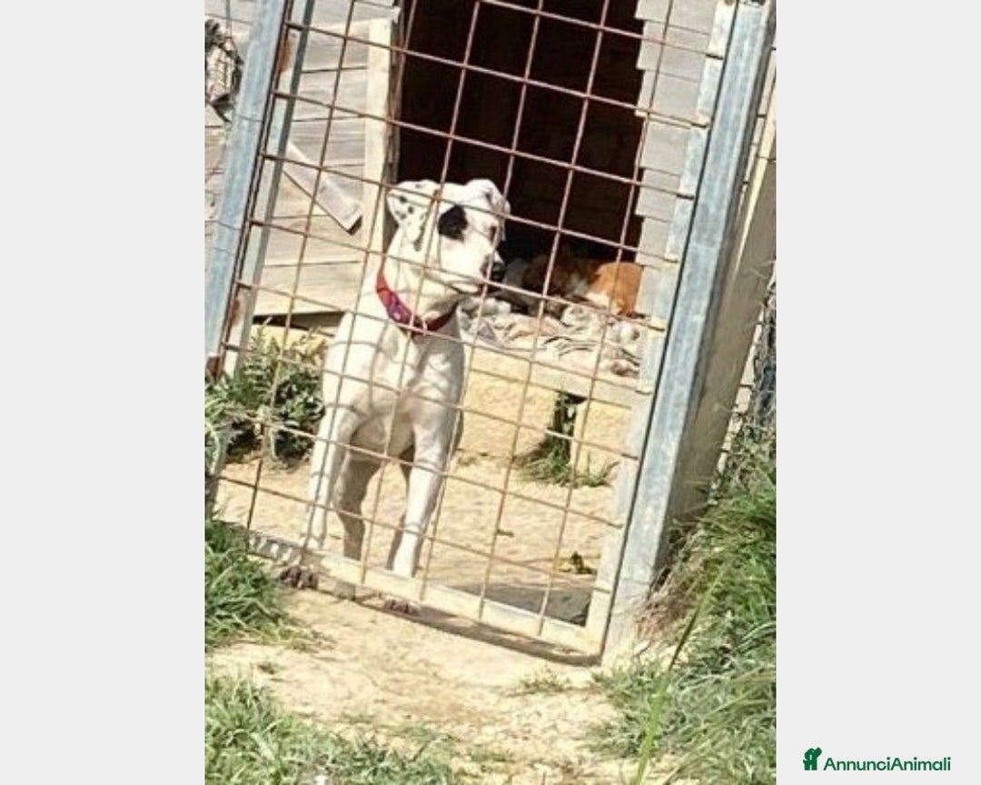 Meticcio cani in regalo: Molossina 4anni kg 17 aspetta casa AGRIGENTO a Milano - Annuncio 3