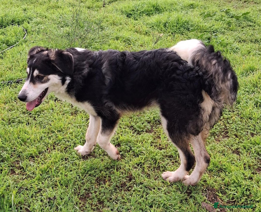 Meticcio cani in regalo: BRETZEL🩷-cucciola. Sta crescendo dietro le sbarre - Annuncio 5