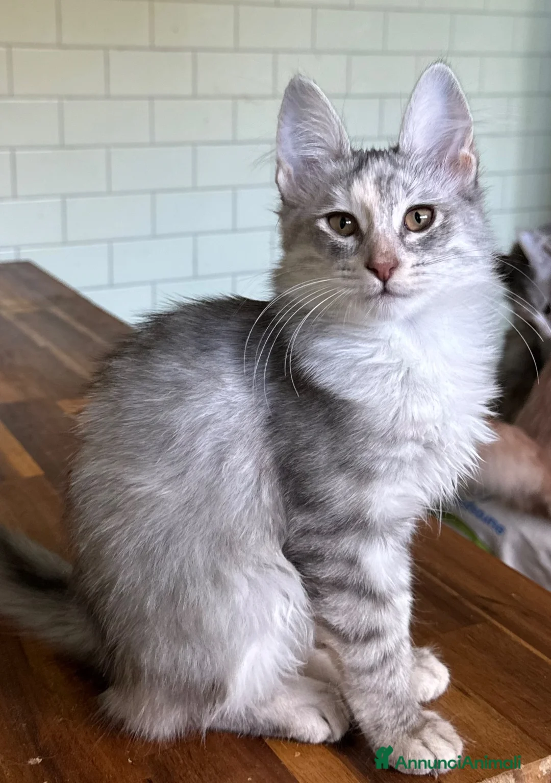Angora turco gatti in vendita: Gatta di razza Angora Turco - Bella - Annuncio 2