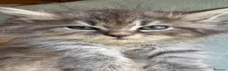 Siberiano gatti in vendita: gattine siberiane ipoallergiche - Annuncio 4