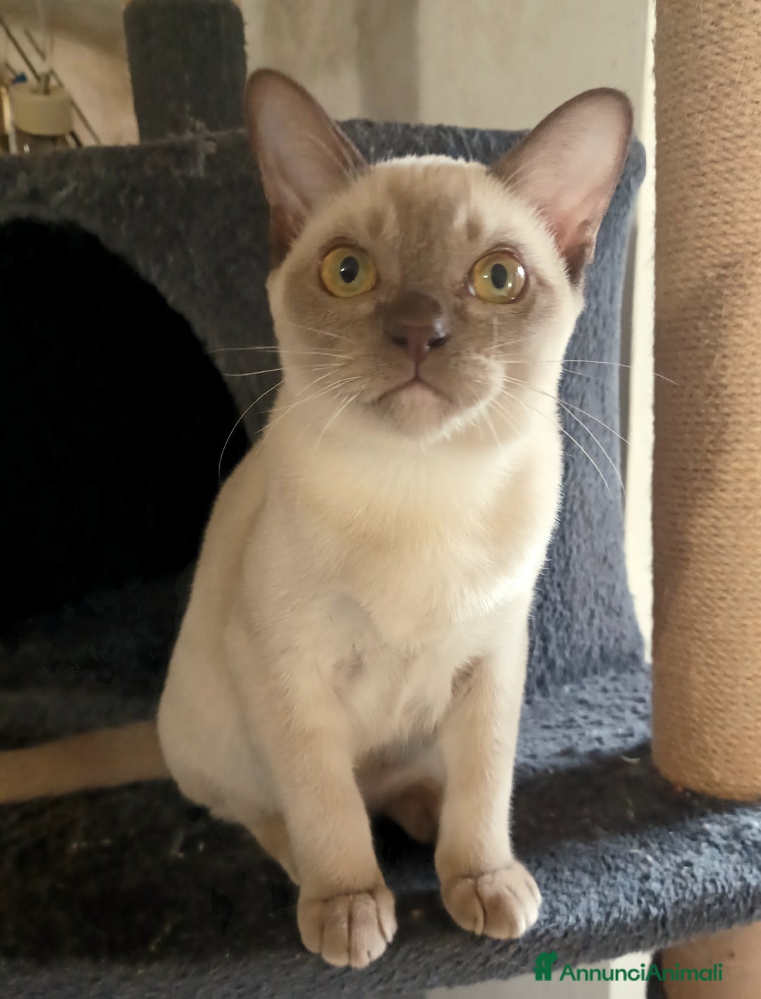 Burmese gatti in vendita: Cuccioli Burmesi Europei - Annuncio 3