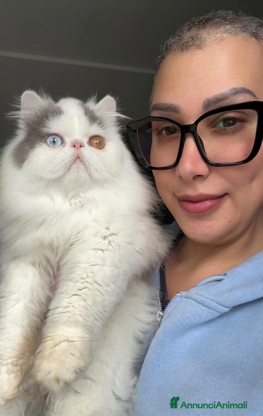 Persiano gatti in vendita: Gatti Persiani e Exotic Shorthair  a Città metropolitana di Milano - Annuncio 3