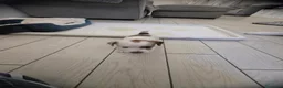 Jack Russell cani in vendita: 🐾 JACK RUSSELL TERRIER – PELO RUDIVO/BROKEN –  🐾 - Annuncio 7