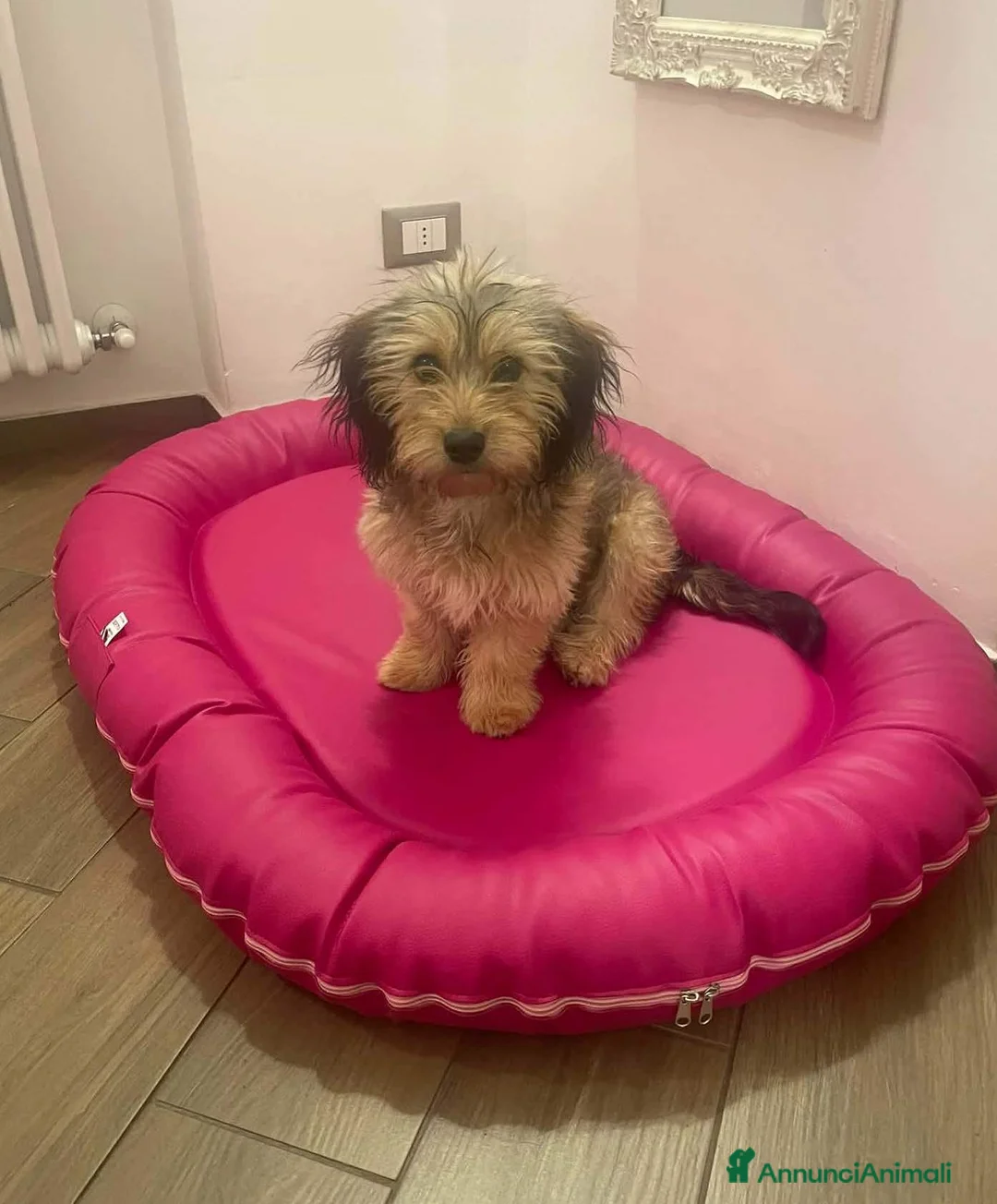 Meticcio cani in regalo: LILY, cucciola dolcissima sfortunata. TG PICCOLA - Annuncio 2