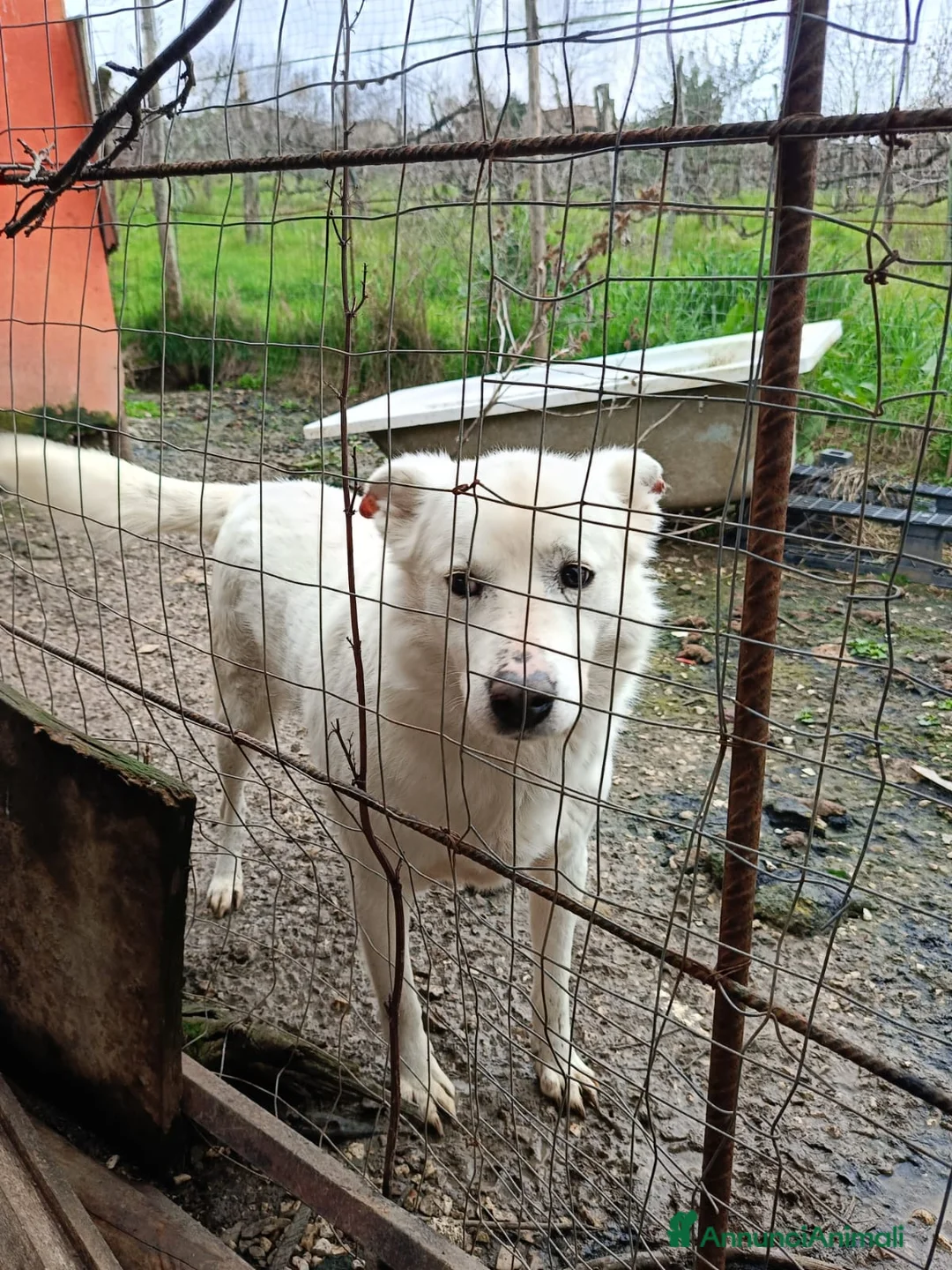 Meticcio cani in regalo: LUCKY a Provincia di Avellino - Annuncio 4