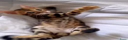 Bengala gatti in vendita: Splendidi cuccioli di bengala  - Annuncio 8