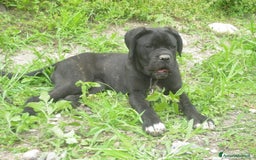 Cane Corso cani in vendita: spettacolari cuccioli di cane corso a Provincia di Cuneo - Immagine 6