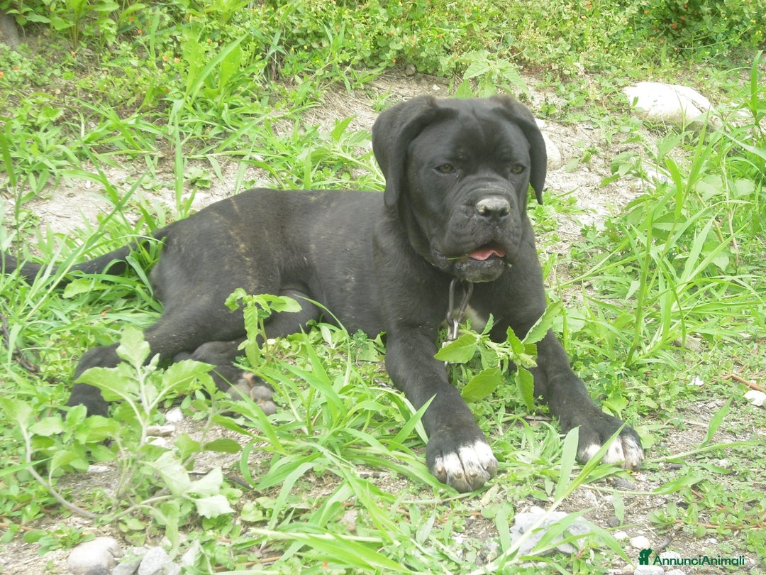 Cane Corso cani in vendita: spettacolari cuccioli di cane corso a Provincia di Cuneo - Immagine 6