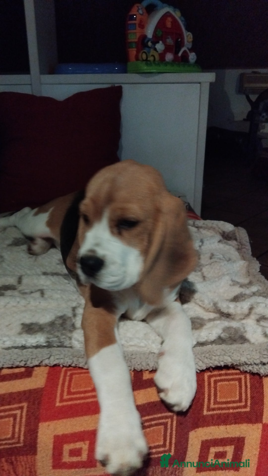 Beagle cani in vendita: Cuccioli beagle - Annuncio 1
