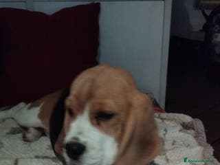 Beagle cani Cuccioli beagle - Annuncio 3