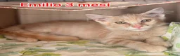 Altre razze gatti in regalo: ADOTTA UN GATTINO! a Provincia di Reggio Emilia - Annuncio 12