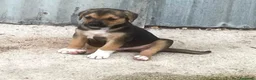 Meticcio cani in regalo: Il piccolo Tarzan aspetta te - Annuncio 8