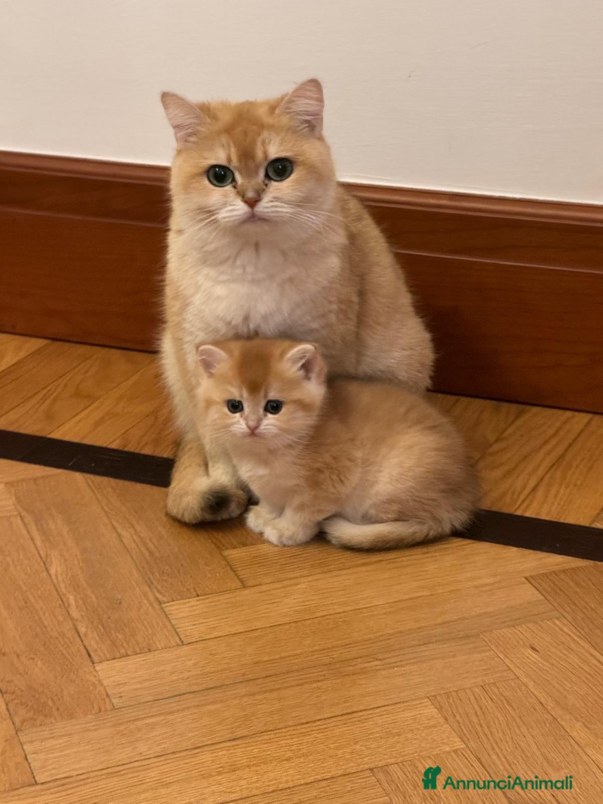 British gatti British shorthair blue golden ay12 - Annuncio 6