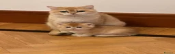 British gatti in vendita: British shorthair blue golden ay12 - Annuncio 1