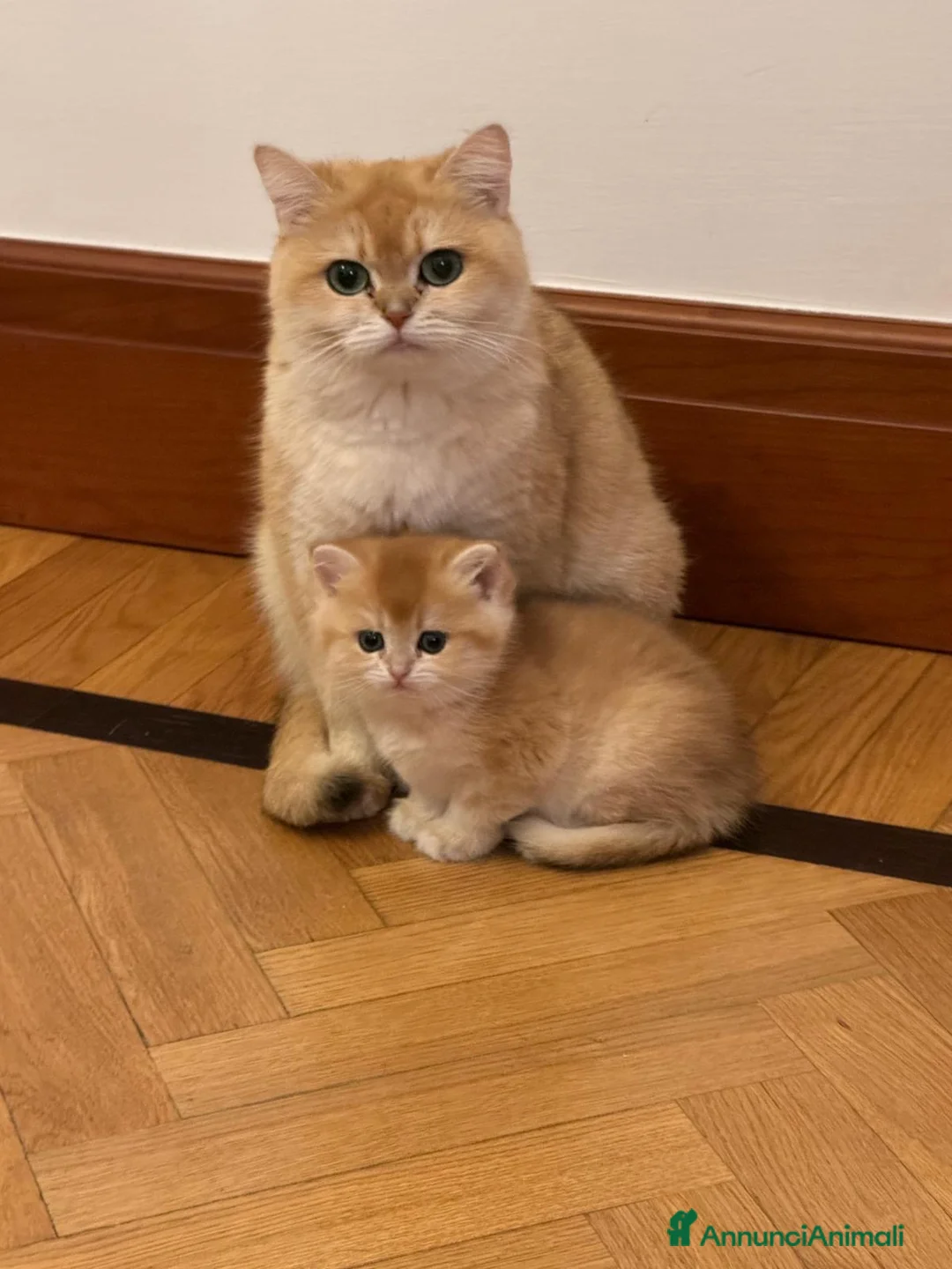 British gatti in vendita: British shorthair blue golden ay12 - Annuncio 1