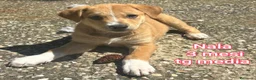 Meticcio cani in regalo: CUCCIOLI DA SALVARE IN RIFUGIO! a Provincia di Reggio Emilia - Annuncio 7