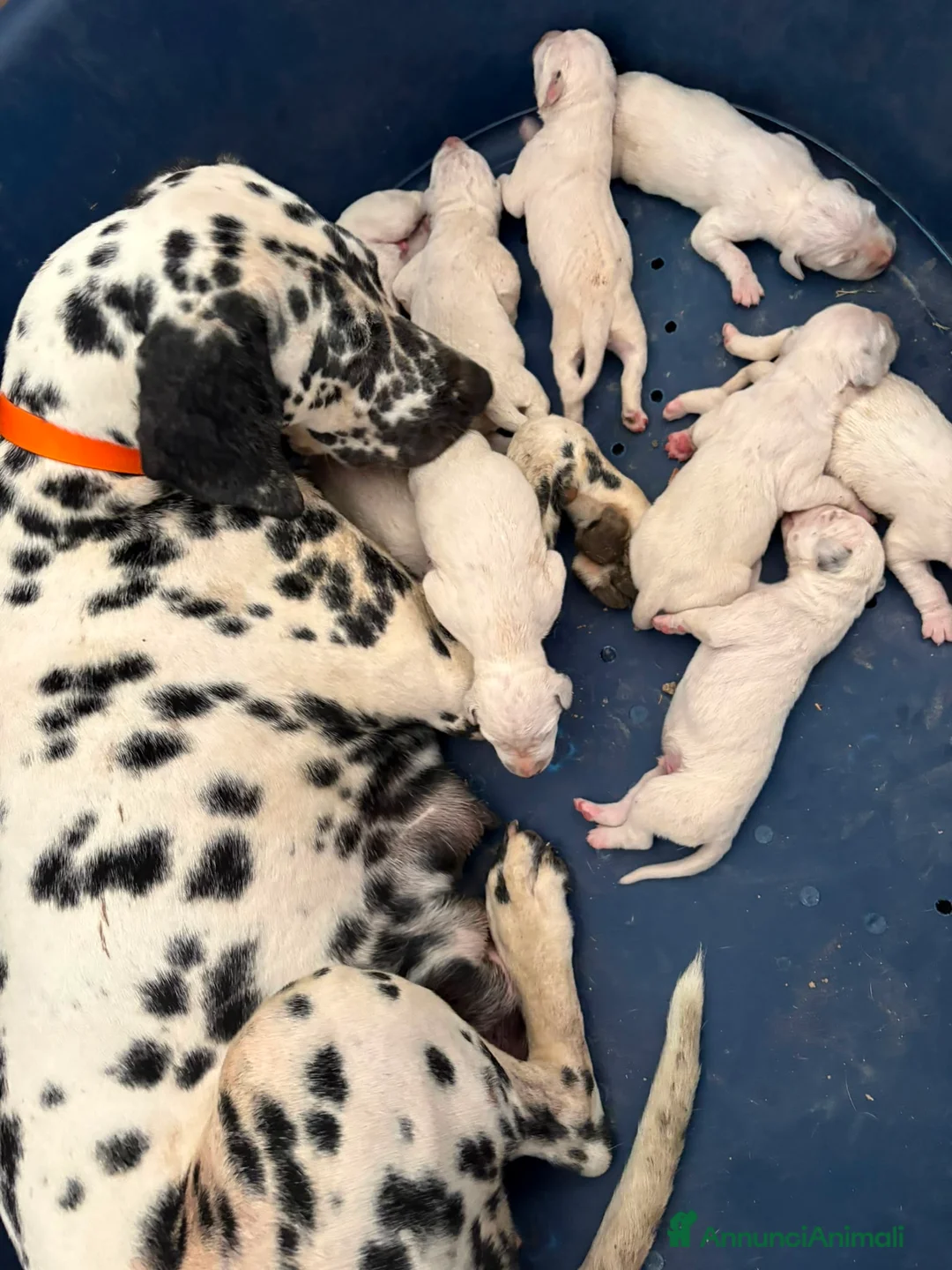 Dalmata cani in vendita: Cuccioli di Dalmata - Annuncio 27