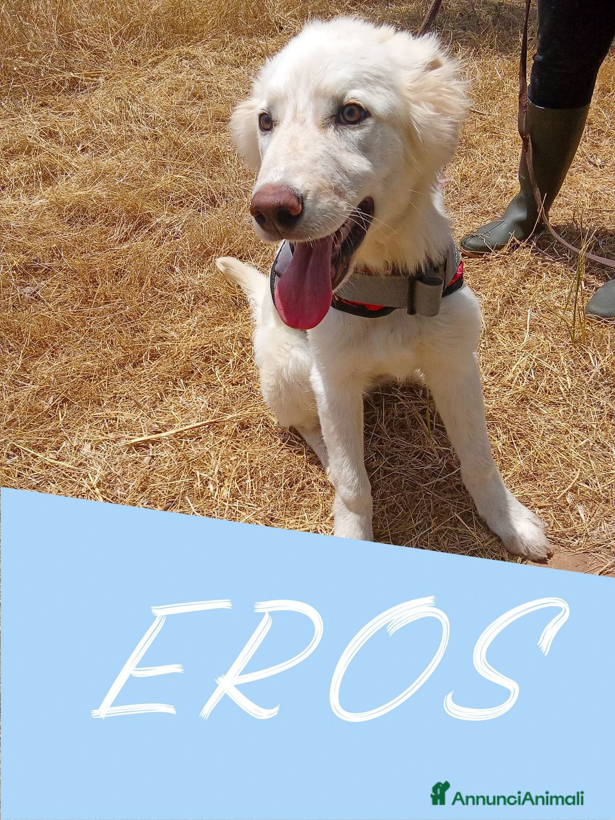 Meticcio cani EROS 💙 una nuvola bianca. Con quattro zampe. - Annuncio 5