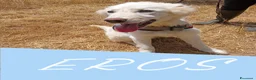 Meticcio cani in regalo: EROS 💙 una nuvola bianca. Con quattro zampe. a Provincia di Padova - Annuncio 1
