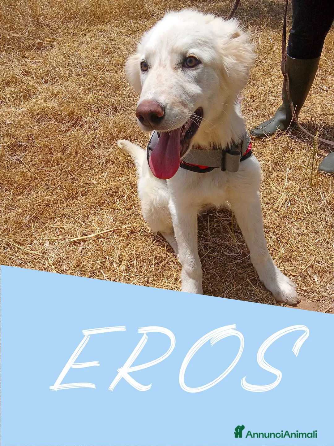Meticcio cani in regalo: EROS 💙 una nuvola bianca. Con quattro zampe. a Provincia di Padova - Annuncio 1