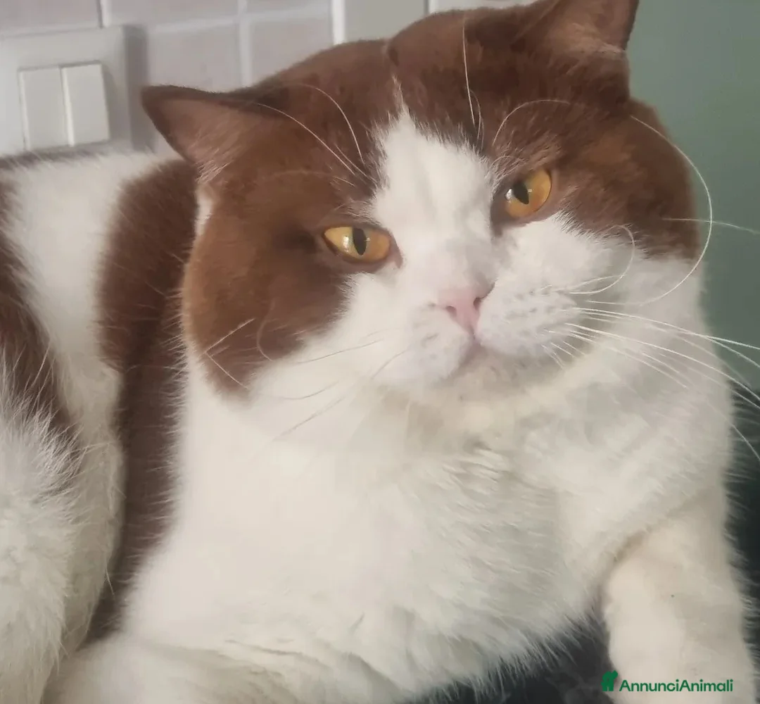 British gatti in vendita: British shorthair  - Annuncio 2