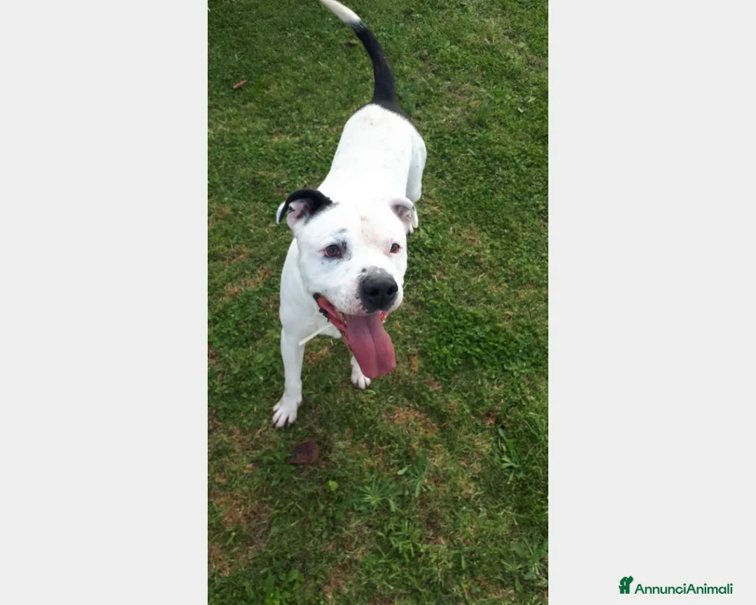 Meticcio cani in regalo: Klaus, adozione del cuore...  a Roma - Annuncio 1