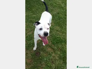 Meticcio cani Klaus, adozione del cuore... a Roma - Annuncio 6