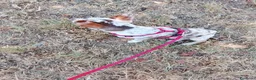 Chihuahua cani in vendita: Chiuahua merle - Annuncio 2