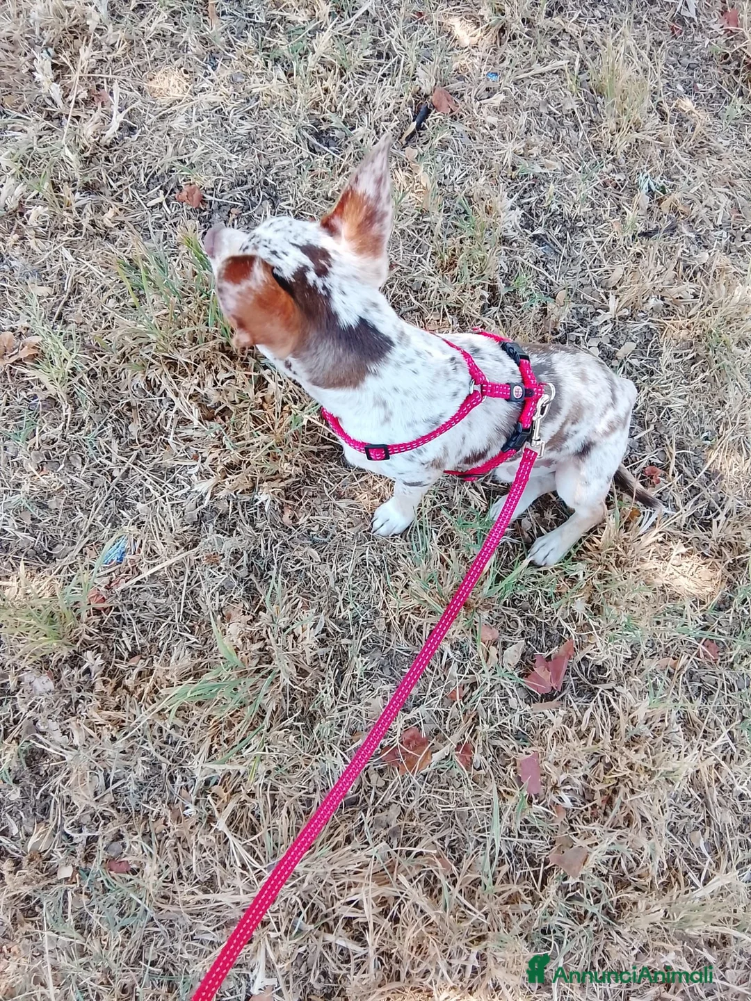 Chihuahua cani in vendita: Chiuahua merle - Annuncio 2