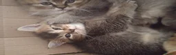 Scottish gatti in vendita: ULTIMA CUCCIOLA DI SCOTTISH STRAIGHT  - Annuncio 2