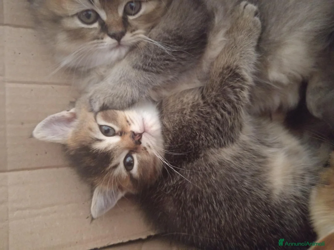 Scottish gatti in vendita: ULTIMA CUCCIOLA DI SCOTTISH STRAIGHT  - Annuncio 2
