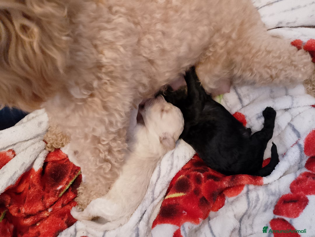 Barboncino cani in vendita: Barboncino nano - Annuncio 1