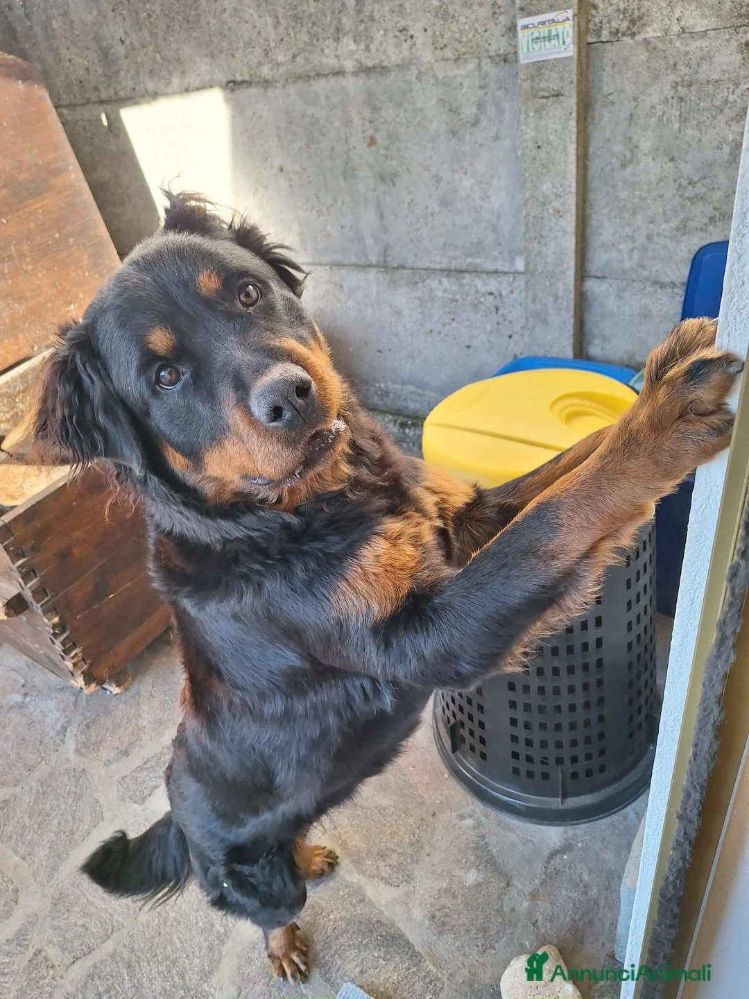 Rottweiler cani per accoppiamento: Cane Femmina per accoppiamento  - Annuncio 4