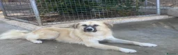 Meticcio cani in regalo: Burka 1 anno, buonissima - Annuncio 4