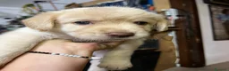 Meticcio cani in vendita: CUCCIOLI CERCANO FAMIGLIA - Annuncio 10