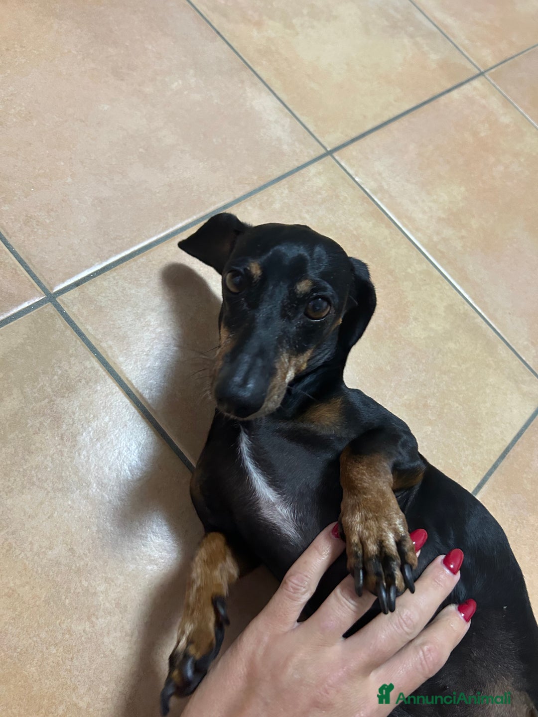 Bassotto cani per accoppiamento: Bassotto tedesco per accoppiamento  - Immagine 3