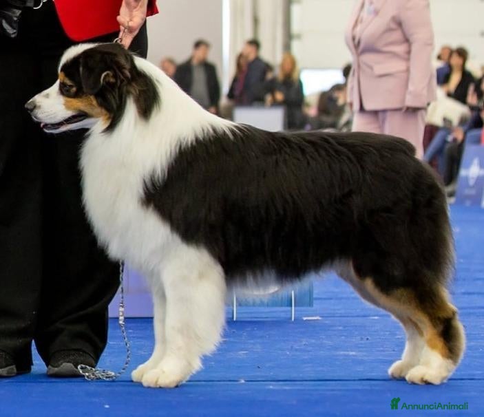 Australian Shepherd cani DISPONIBILI SPLENDIDI CUCCIOLI MASCHI - Annuncio 2