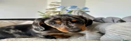Bassotto cani in vendita: Bassotti Nani - Annuncio 2