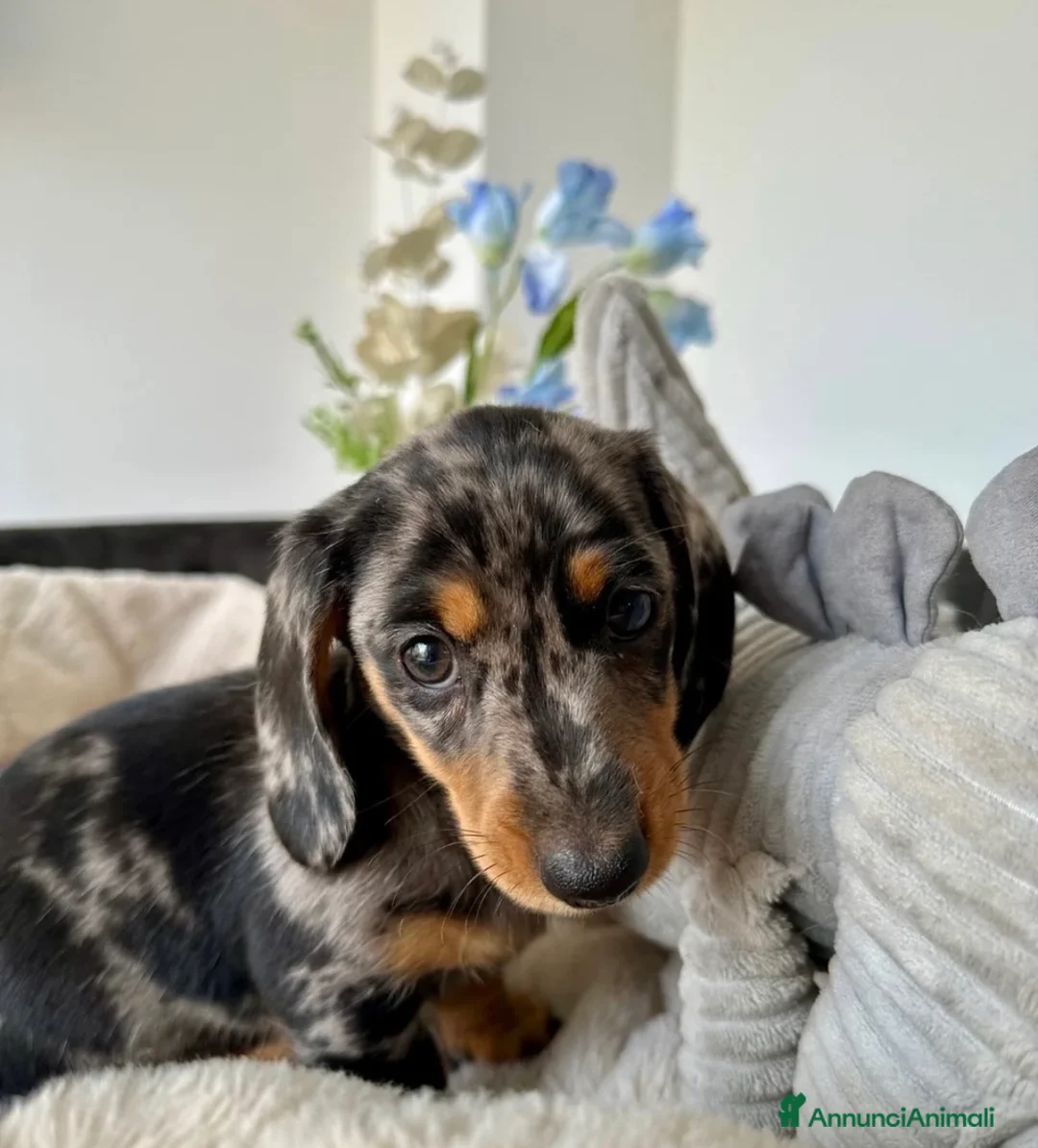 Bassotto cani in vendita: Bassotti Nani - Annuncio 2