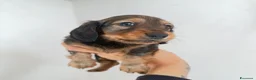 Bassotto cani in vendita: Bassotto a pelo lungo  - Annuncio 3