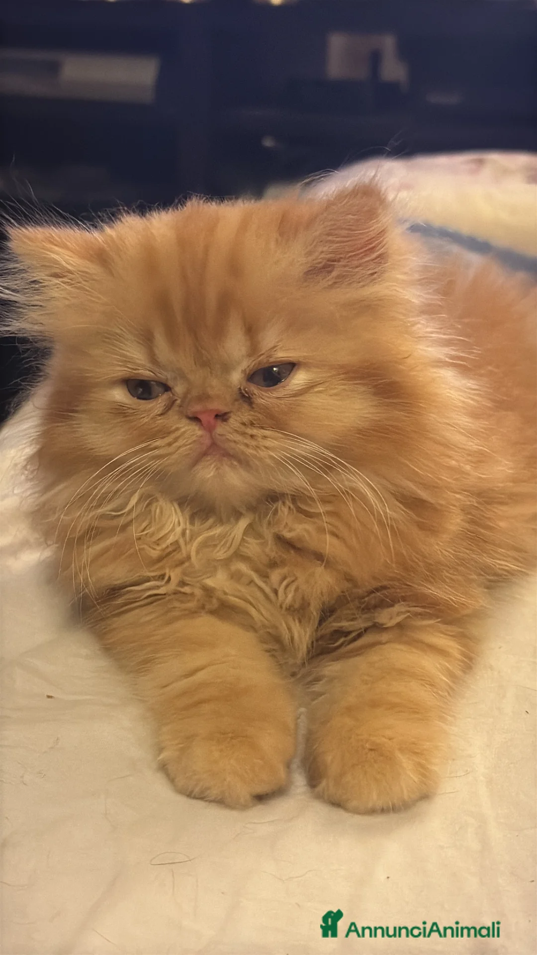 Persiano gatti in vendita: persiano rosso cucciolo - Annuncio 4