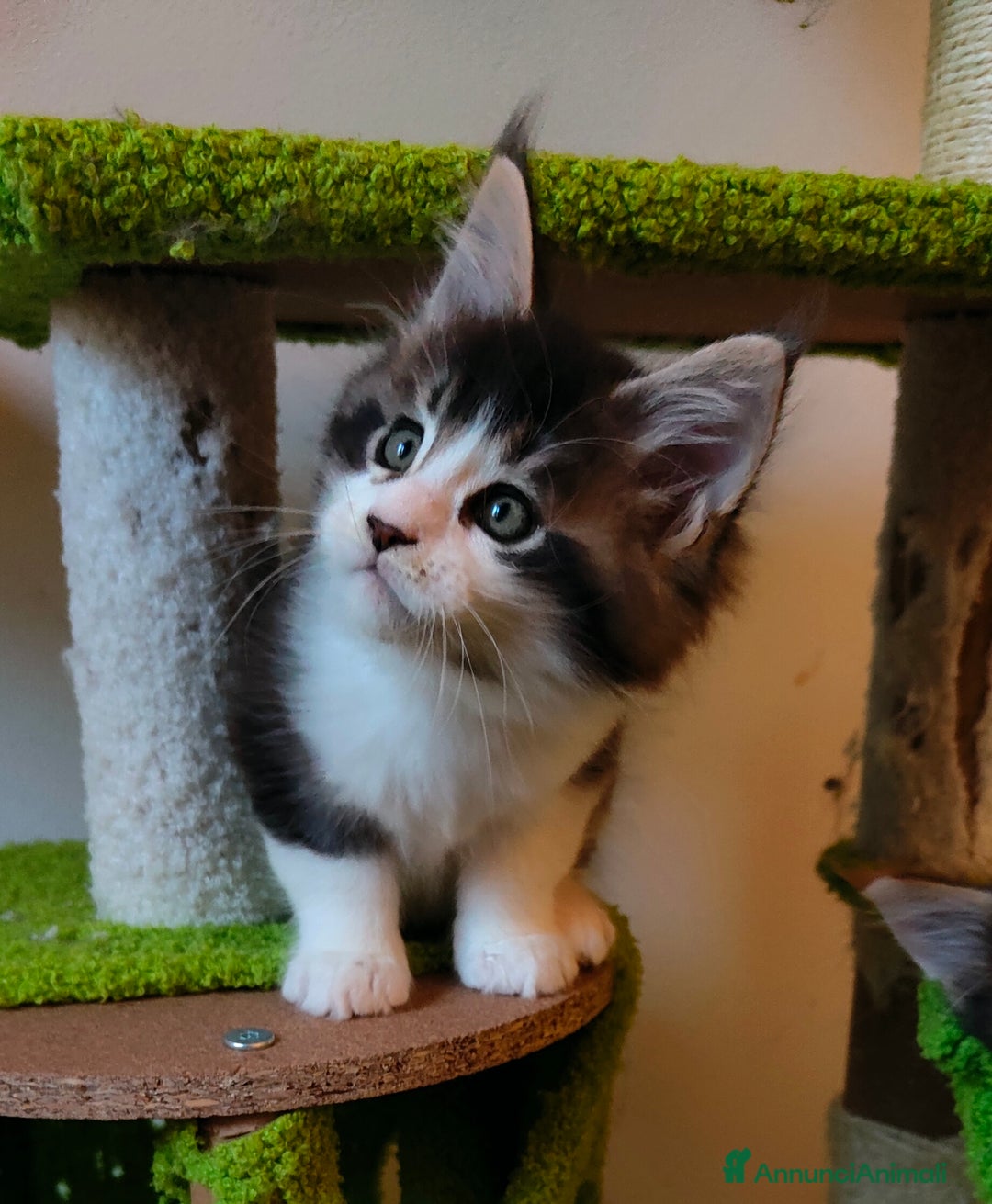 Maine Coon gatti in vendita: piccoli giganti Cattery - Annuncio 6
