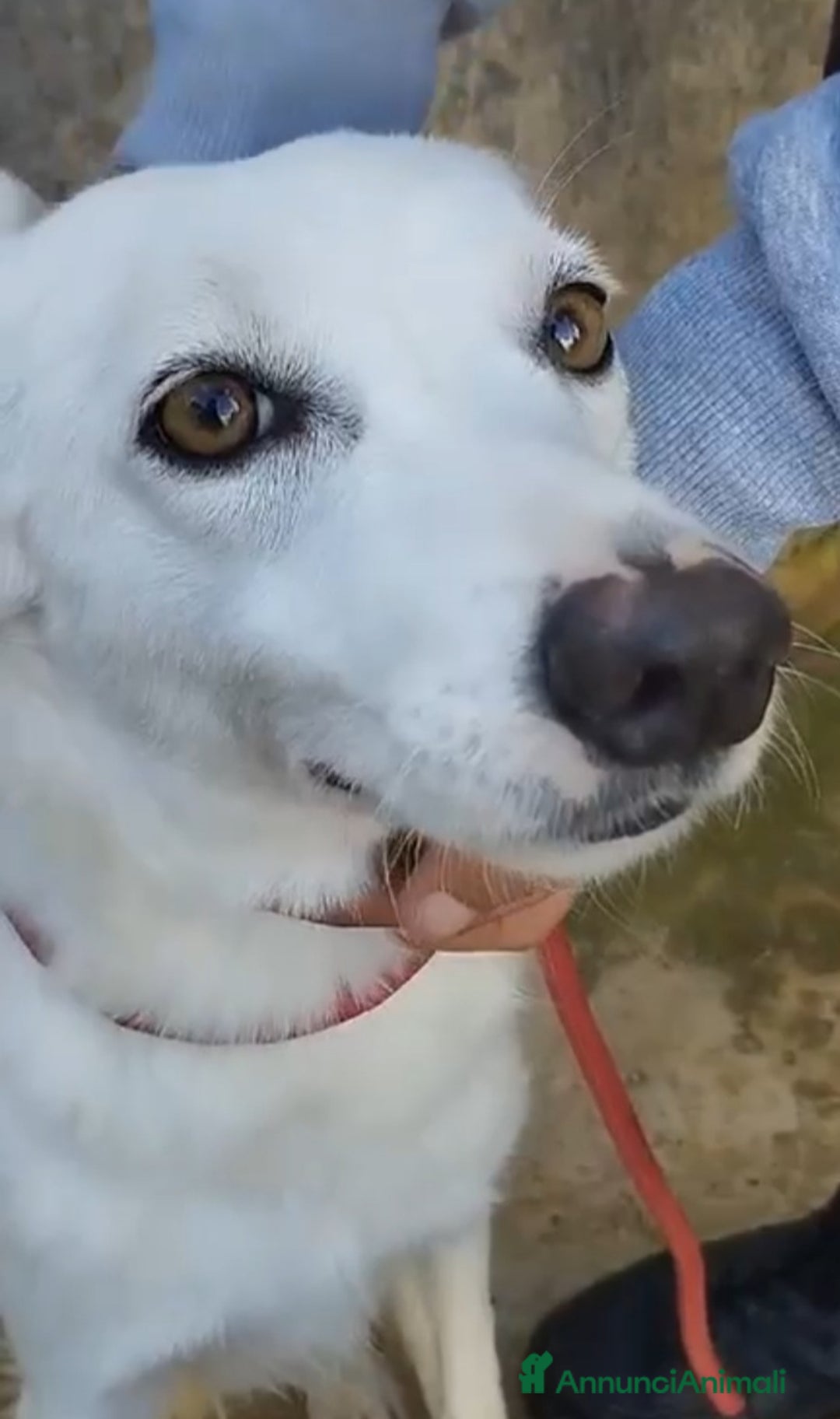 Meticcio cani in regalo: Bianca e grandi occhioni..torna in strada!PALERM0 a Città metropolitana di Milano - Annuncio 2