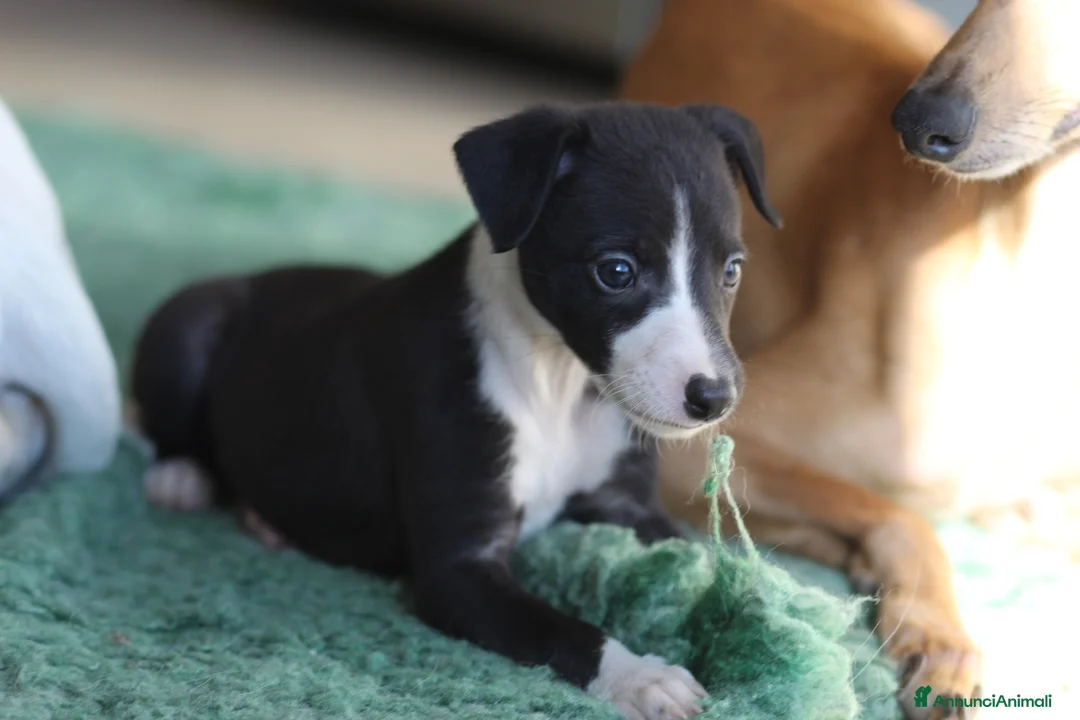 Whippet cani in vendita: Cuccioli di whippet  - Annuncio 2